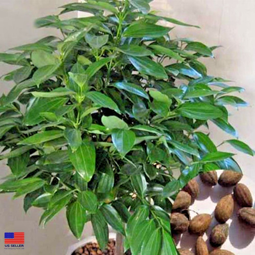 True ceylon cinnamon tree - ceylon,